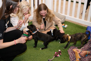 Guests playing with three puppies at BC SPCA's Offleashed Vancouver Gala 2023